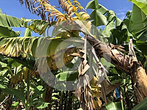 yellowing and wilt external symptoms caused by deadly disease Fusarium wilt Foc TR4 in banana photo
