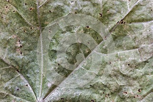 Yellowing withered leaf, background and texture