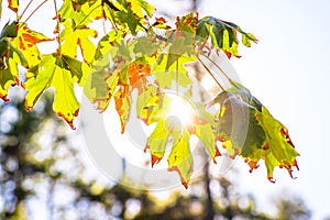 Yellowing and withering leaves on a maple tree, fall season concept