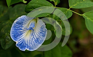 Yellowish Blue Clitoria ternatea flower in close up