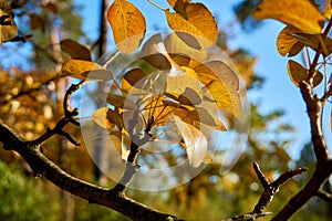 Autumn pear leaves photo