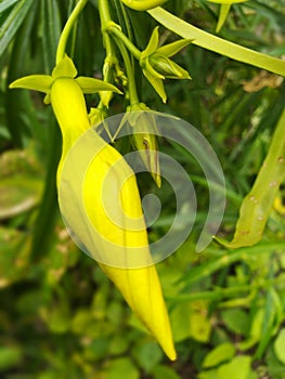 Yellowish bud of oliendor.