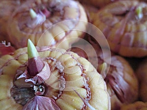 Yellowish bulbs of gladiolus ll