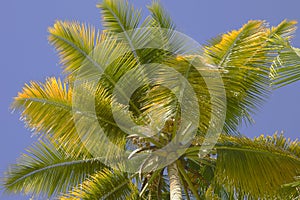 Yellowish Coconut Palm leaves photo