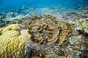 Yellowish corals and sponges in deep ocean