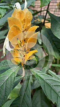 Yellowish corn flower