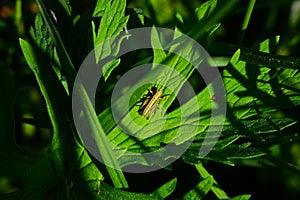 Yellowish cricket on leaf