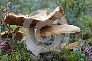 Yellowish, cup shaped or dome shaped mushroom