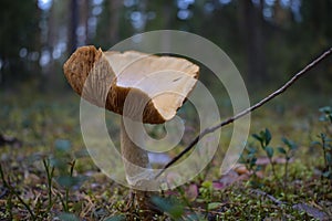 Yellowish, cup shaped mushroom