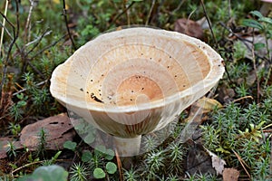 Yellowish, cup shaped mushroom