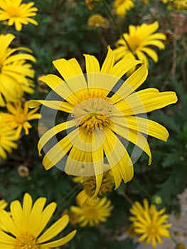 Yellowish Daisy Petal