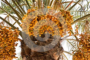 Yellowish Dates clusters