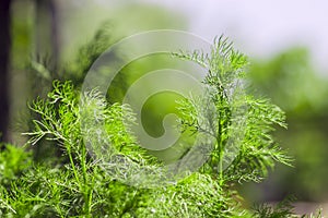 Yellowish fennel Bush