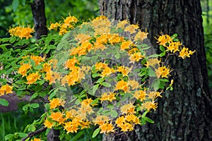 Yellowish Flame Azalea and Tree