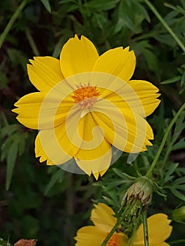 Yellowish flower