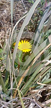yellowish flower coming out for bloom in winter