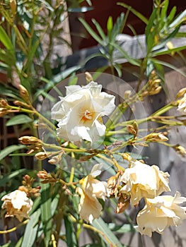 A yellowish flower from a shrub