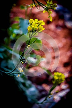 Yellowish flowers