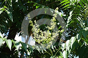 Yellowish flowers of Ailanthus altissima borne in panicle