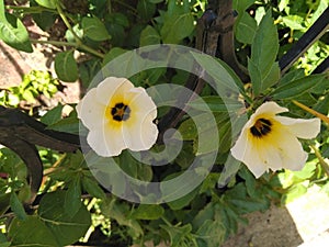 Yellowish flowers in the garden