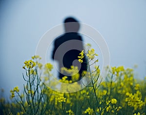 Yellowish flowers of mustard crops isolated unique photo