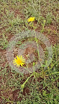 Yellowish flowers surrounded by Simple spiny green grass