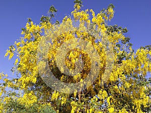 Yellowish Flowers tree