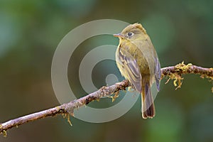 Yellowish Flycatcher - Empidonax flavescens - small passerine bird in the tyrant flycatcher family. It breeds in highlands from