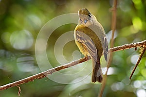 Yellowish Flycatcher - Empidonax flavescens - small passerine bird in the tyrant flycatcher family. It breeds in highlands from