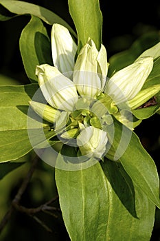 Yellowish Gentian  602102