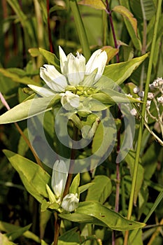 Yellowish Gentian  602105