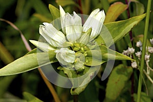 Yellowish Gentian  602109