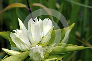 Yellowish Gentian   602110 photo