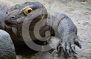 Yellowish Golden Eyelid Komodo Dragon Portrait