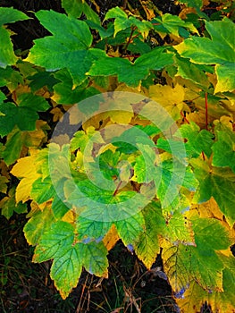 Yellowish-green autumn leaves on the dark background photo