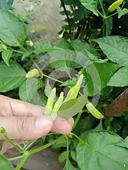 Yellowish green cayenne pepper grows on the tree