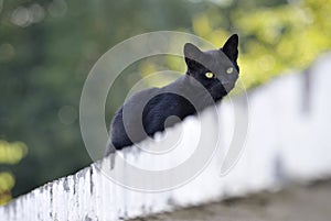 Yellowish Green Eyes Cat