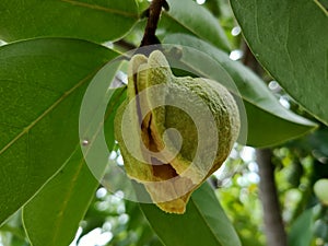 The yellowish green flowers of the fruit in the garden are blooming.