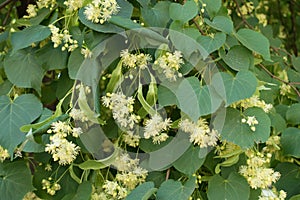 Yellowish green flowers of linden in June