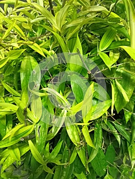The yellowish green Japanese bamboo plant is very suitable for home decoration