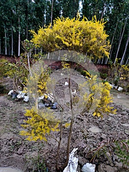 yellowish green leaf garden Plant