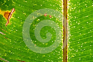 Yellowish-green leaf texture of Platanillo (Heliconia rostrata)