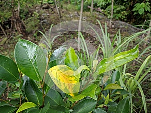 yellowish green leaf texture in the village