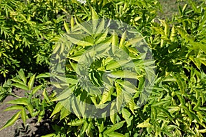 Yellowish green leafage of black elderberry