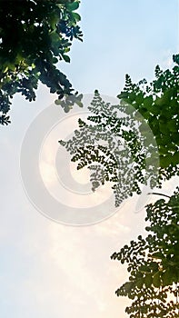 Yellowish-green leaves with yellow-white sky.