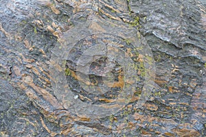 Yellowish green lichen on dark gray stone with orange veins