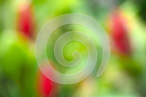 Yellowish-green and red natural blurred background