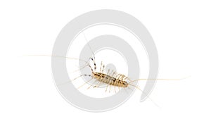 Yellowish-grey centipede, isolated