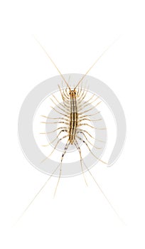 Yellowish-grey centipede, isolated