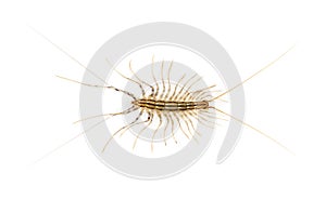 Yellowish-grey centipede, isolated